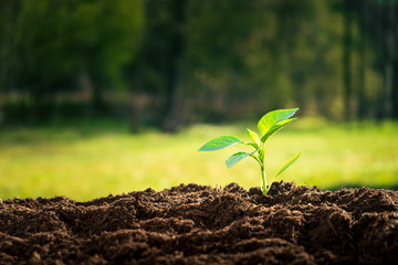 Young green sprout growing in nature in morning light