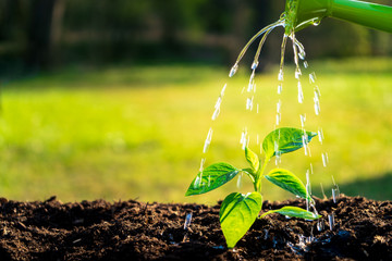 Young seedling watering in the soil with water can. Water drops falling onto new sprout on sunny...