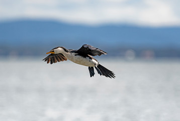 White faced cormorant