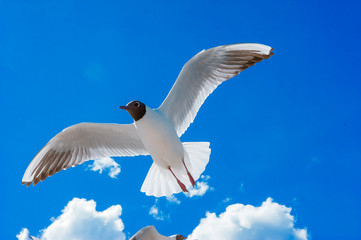 Obraz premium seagull flying on the blue sky