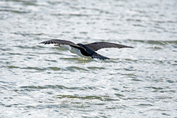 White faced cormorant