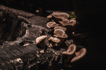 Mushrooms (Lentinus polychrous Lev.) ,In dark tones