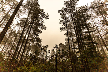 Very tall trees in Oaxaca
