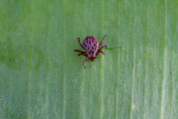 A dangerous parasite and infection carrier mite