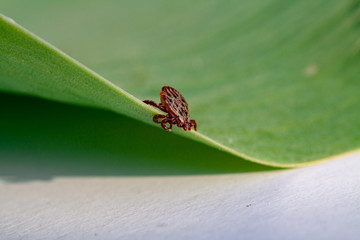 A dangerous parasite and infection carrier mite