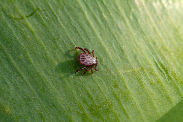 A dangerous parasite and infection carrier mite