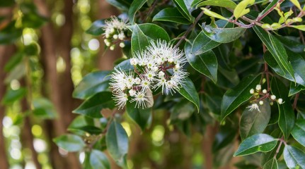 Metrosideros bartlettii, also known as Bartlett's rātā, Cape Reinga white rātā or  Rātā Moehau, is endemic to New Zealand and is notable for its extreme rarity.