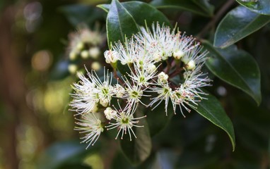 Metrosideros bartlettii, also known as Bartlett's rātā, Cape Reinga white rātā or  Rātā Moehau, is endemic to New Zealand and is notable for its extreme rarity.