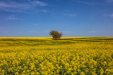 Fototapeta premium the Tree in Yellow
