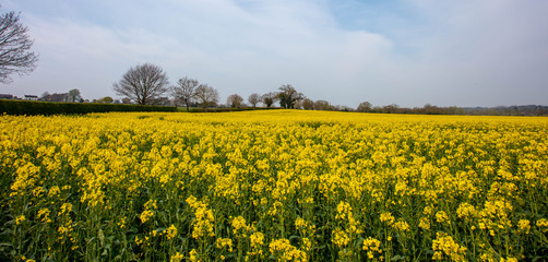 Obraz premium Field of Yellow