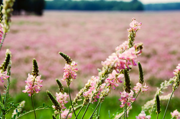 Blooming pink flowers in the meadow