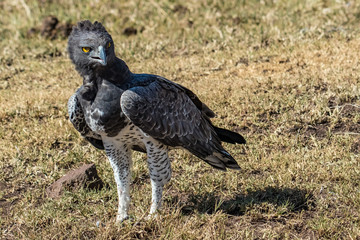 Martial Eagle