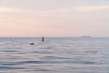 Fototapeta premium dolphin and ship in the sea at sunset