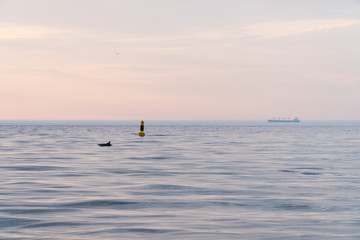 dolphin and ship in the sea at sunset