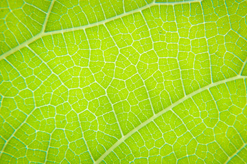 Close up view of green leaf and veins