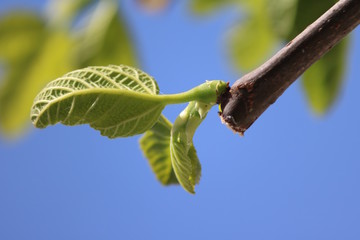 Fig leaves close up