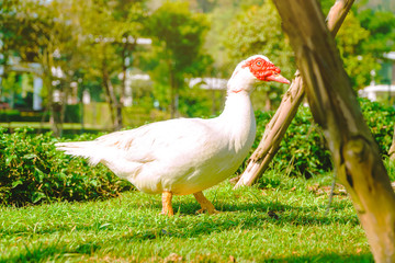 White duck walking in a farm, White muscovy duck standing in green grass.