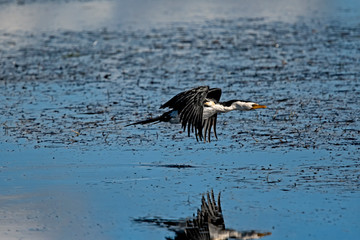 White faced cormorant
