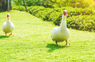 Two white ducks are walking on the grass beside the pool, Duck on the grass.