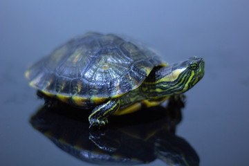 turtle