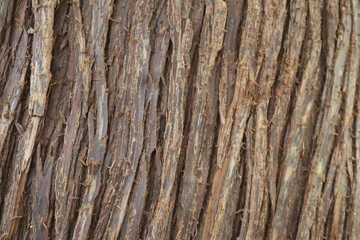 Redwood Tree Texture