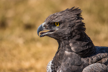 bird of prey