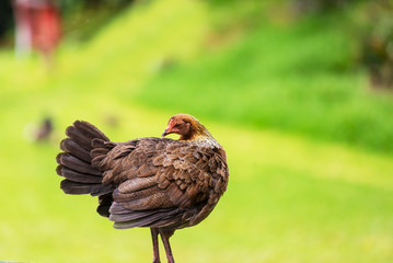 Hen