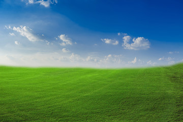 field of green grass and blue sky