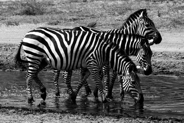 Fototapeta na wymiar three zebras drinking water