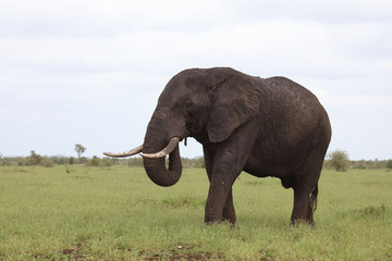 Afrikanischer Elefant / African elephant / Loxodonta africana