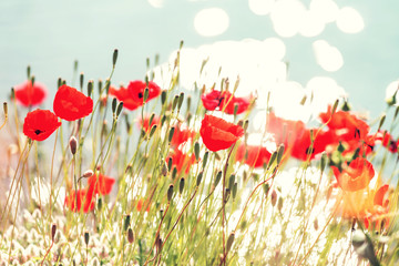 Naklejka premium Poppy