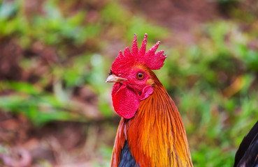 Rooster on Hawaii