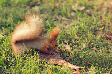 red squirrel in the park, jumping on the green grass, looking for food