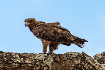 Brown Snake-Eagle