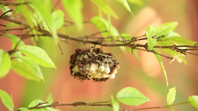 Many Paper wasps building its nest on the Wrightia religiosa Benth tree