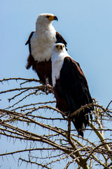 Two African Fish Eagles
