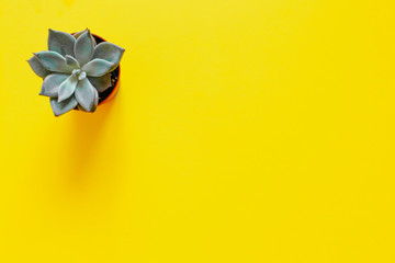 Echeveria plant. Beautiful pattern of green Succulent Echeveria isolated on yellow background. Minimal concept. Evergreen succulent perennials. Flat lay, top view.