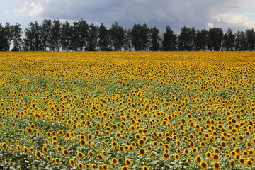 Fototapeta premium Beautiful sunny flower! Huge fields of blooming sunflower.