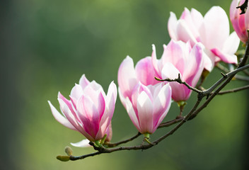 Purple magnolia and flower buds blooming in spring © 忆江