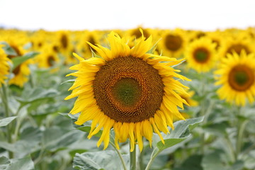 Beautiful sunny flower! Huge fields of blooming sunflower.