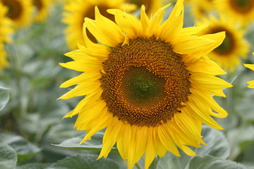 Beautiful sunny flower! Huge fields of blooming sunflower.