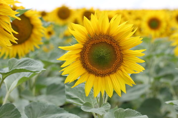 Beautiful sunny flower! Huge fields of blooming sunflower.