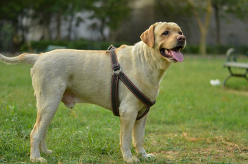 Portrait of a smart innocent golden Labrador retriever dog standing in a park with his tongue out & a bench in the background