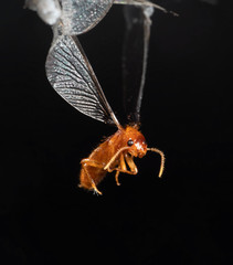 Macro Photo of Little Insect Stuck on The Spider Web Isolated on Black Background