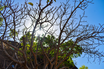 sunrise from behind the tree