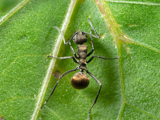 Macro Photo of Golden Weaver Ant on Green Leaf