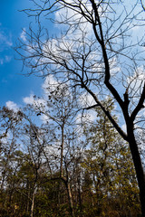 dry trees and bright blue sky with clouds