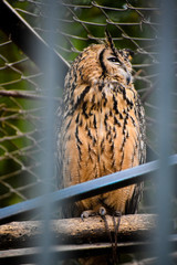 owl shot from bars in zoo