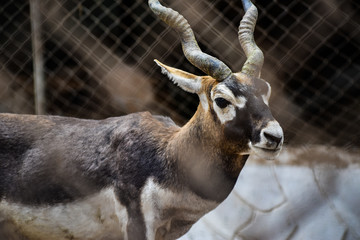 blackbuck deer shot in the zoo