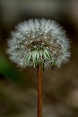 Dandelion, puff flower